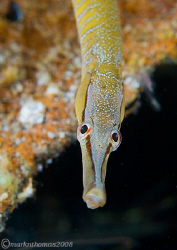 Snake pipefish.
Trefor Pier, Wales.
60mm. by Mark Thomas 